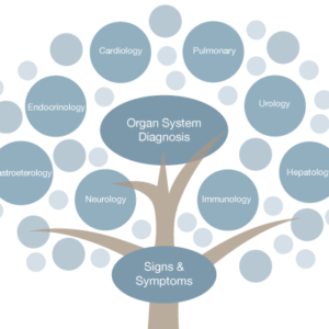 The functional medicine tree depicts the functional organizing systems and core clinical imbalances at Kaufman Health and Hormone CenterComprehensive health care Functional Medicine Tree Featured