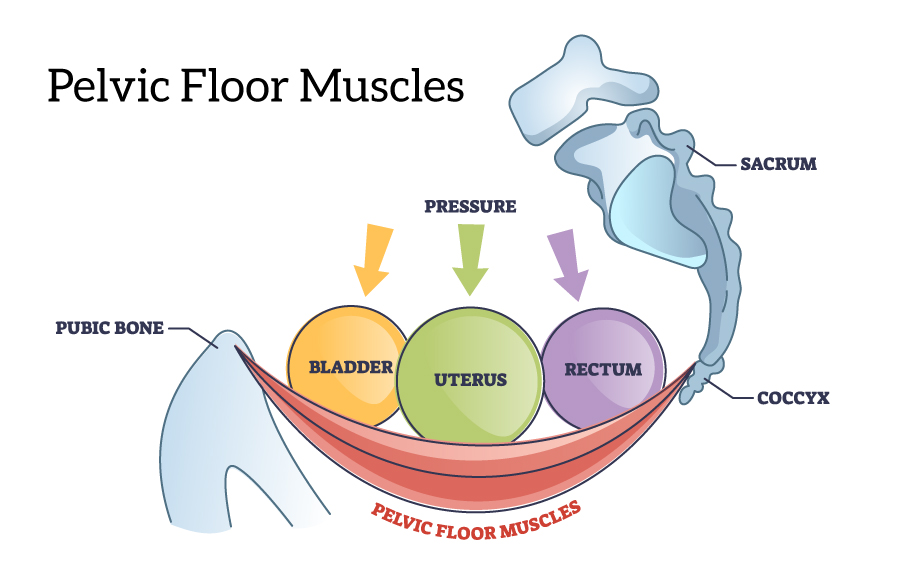 Pelvic floor muscles anatomy with hip muscular body parts outline diagram. Labeled educational scheme with skeletal pubic bone, coccyx and bladder, uterus or rectum organ location vector illustration showing in a hammock type setup